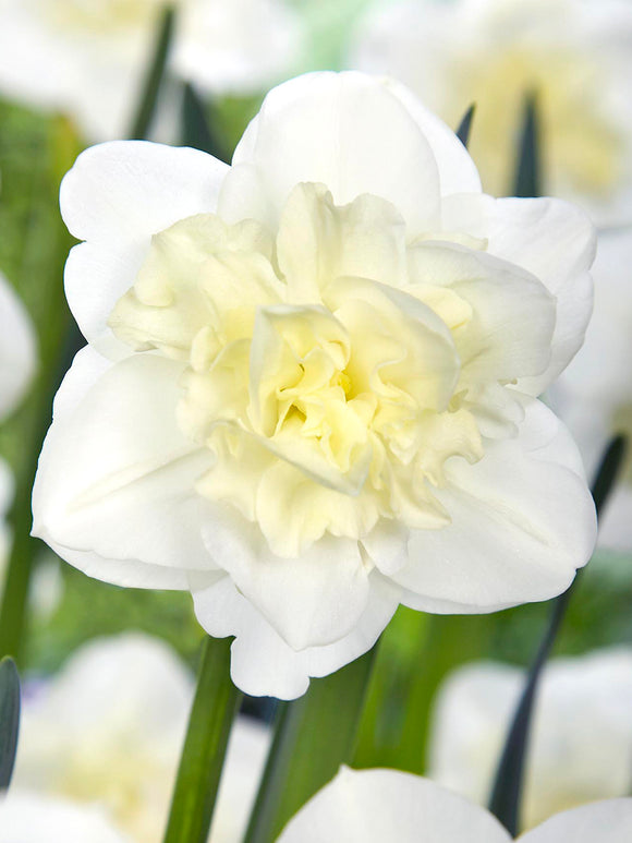 Köp Påsklilja Easter Born blomlökar 