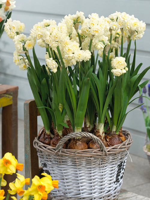 Påsklilja Erlicheer | DutchGrown™