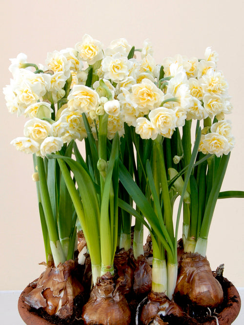 Påsklilja Erlicheer | DutchGrown™
