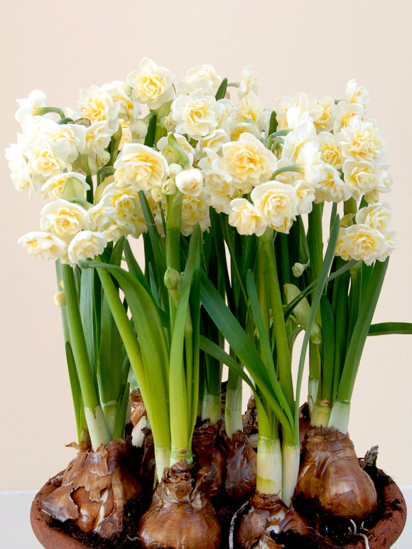 Påsklilja Erlicheer | DutchGrown™