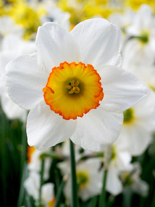  Påsklilja Flower Record | Blomsterlökar från DutchGrown™