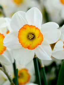 Påsklilja Flower Record