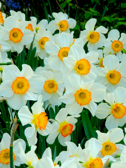 Köp Påsklilja Flower Record | Blomsterlökar från DutchGrown™