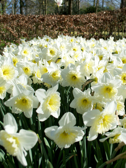 Påsklilja Ice Follies - Köp Blomsterlökar från DutchGrown™
