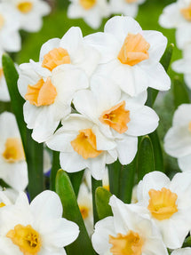 Påsklilja Kapiti Peach