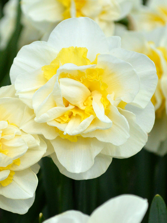 Påsklilja Lingerie | Köp Påsklilja Blomsterlökar från DutchGrown™