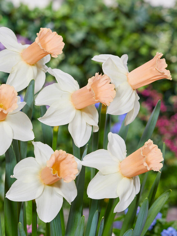 Snittblommor av Narciss ‘Llanfair’ arrangerade i vas