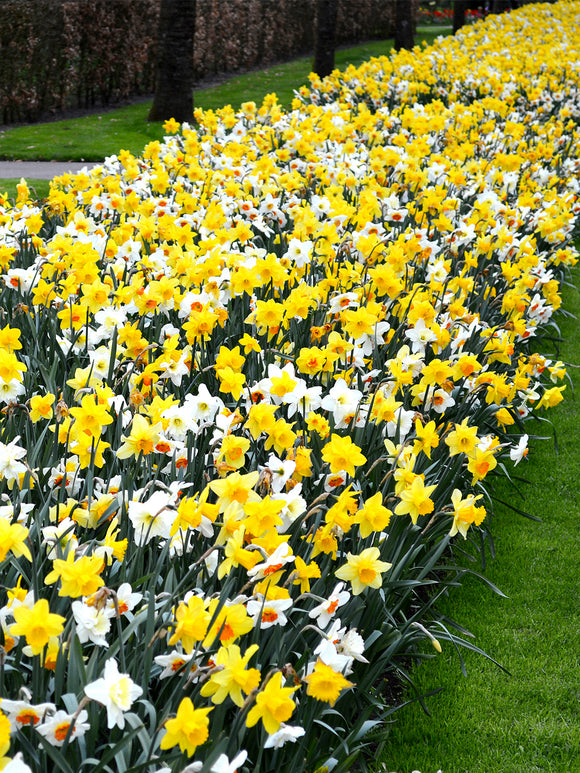 Påskliljor All In One Mix™ | Köp Påskliljor Blomsterlökar