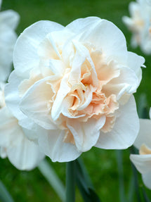 Påsklilja Pink Champagne