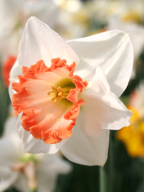 Påsklilja Pink Charm | Köp Påsklilja Blomsterlökar från DutchGrown™