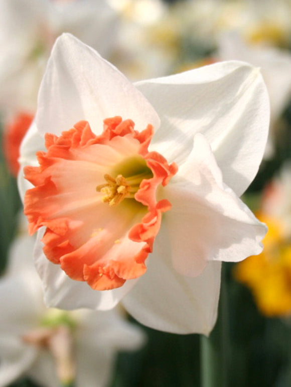 Påsklilja Pink Charm | Köp Påsklilja Blomsterlökar från DutchGrown™