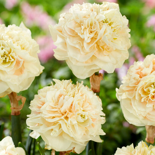 Påsklilja Pom Pom Rose