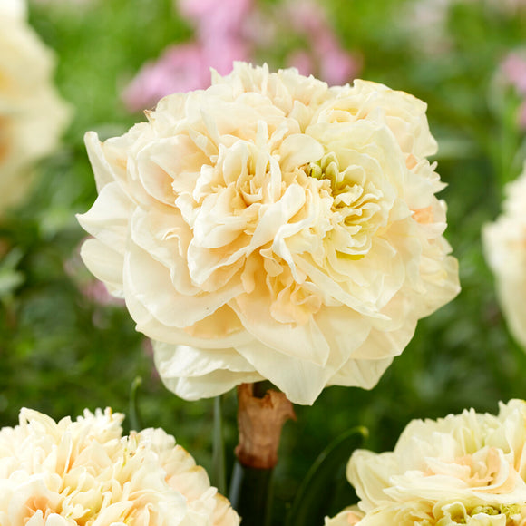 Påsklilja Pom Pom Rose