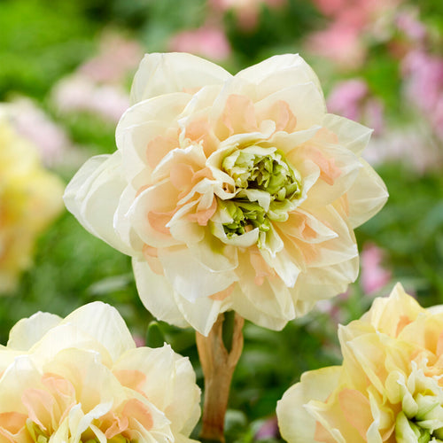 Påsklilja Pom Pom Rose