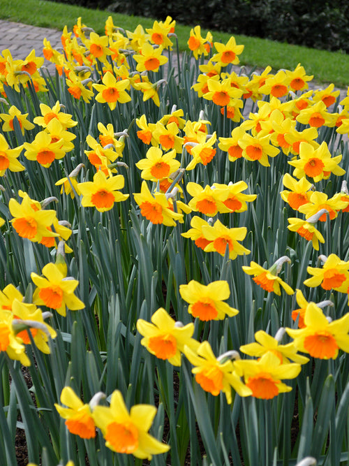 Påsklilja Red Devon | Blomsterlökar från DutchGrown™