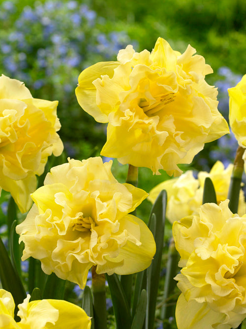 Påsklilja Sailorman | Blomsterlökar från DutchGrown™
