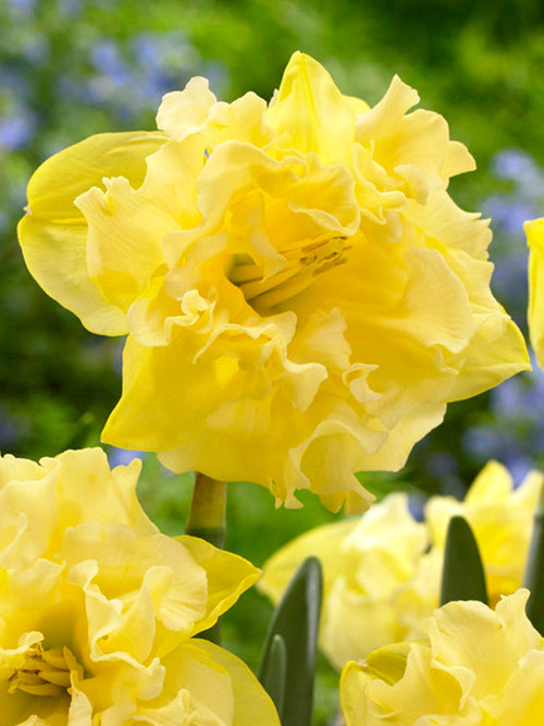 Påsklilja Sailorman | Blomsterlökar från DutchGrown™