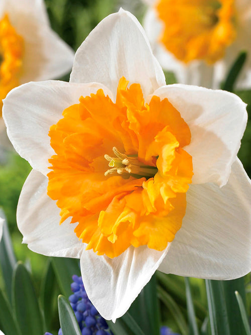 Köp Påsklilja Virginia Sunrise | DutchGrown™