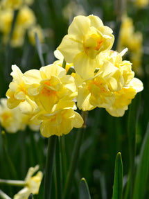 Påsklilja Yellow Cheerfulness