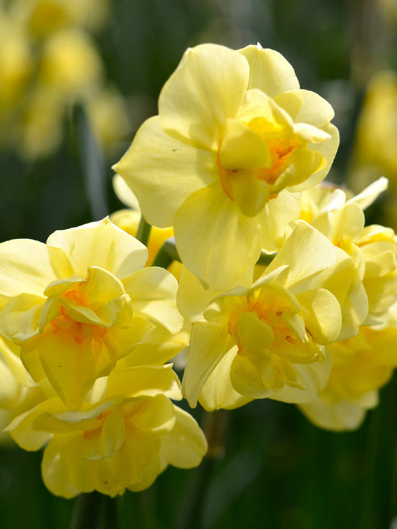 Påsklilja Yellow Cheerfulness | Från Holland hos DutchGrown™