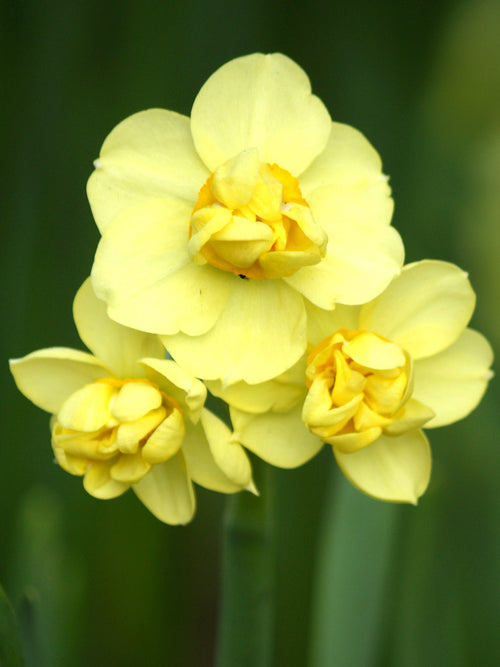 Påsklilja Yellow Cheerfulness | DutchGrown™