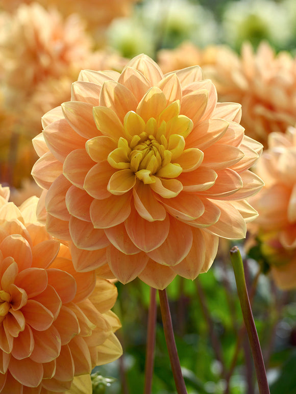 Gyllengul dekorativdahlia i full blom