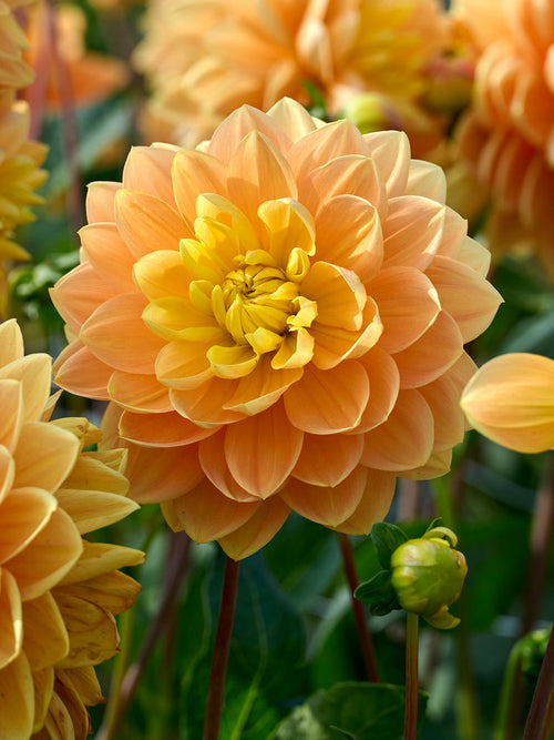 Närbild av Dahlia Aladdin’s Lamp i rabatten