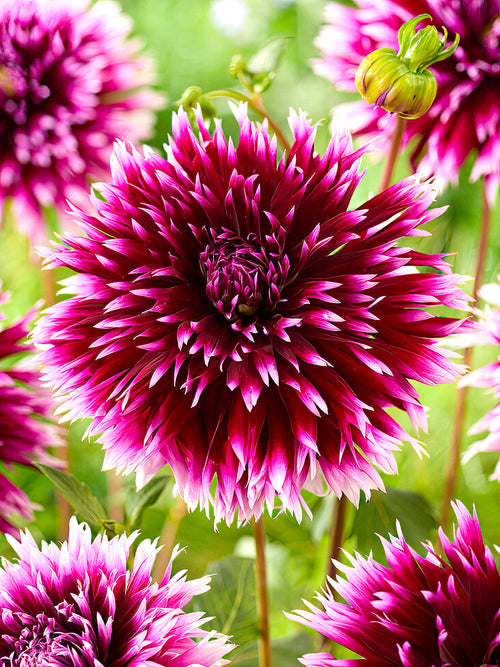 Kaktusdahlia ‘Alauna Clair-Obscur’ i full blom