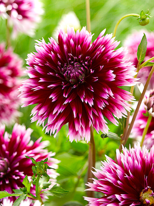 Närbild av Dahlia ‘Alauna Clair-Obscur’ kronblad