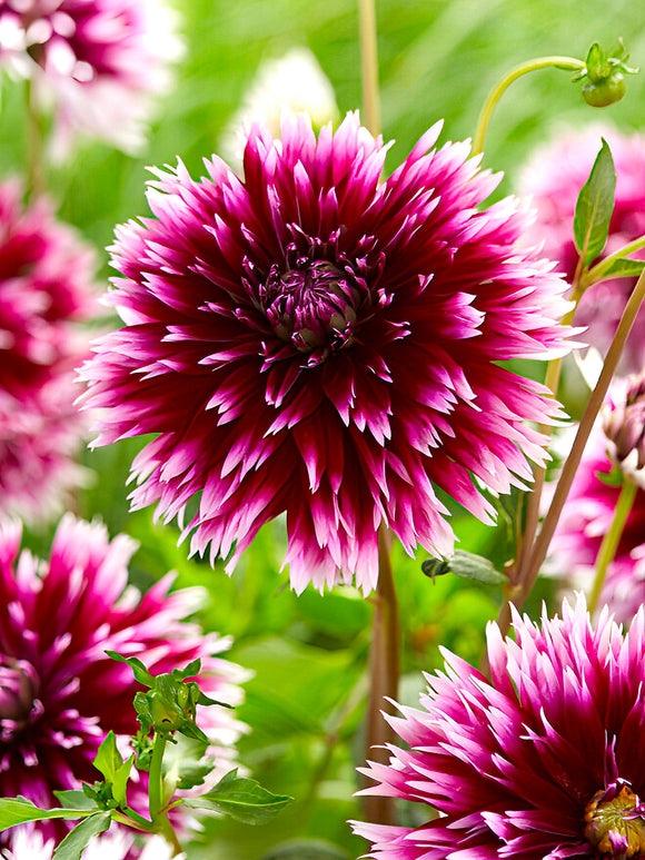 Närbild av Dahlia ‘Alauna Clair-Obscur’ kronblad