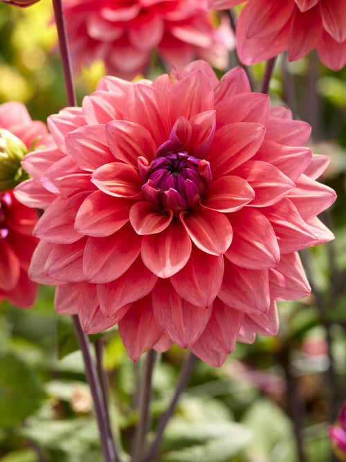Närbild av Dahlia American Dawn i koppartoner