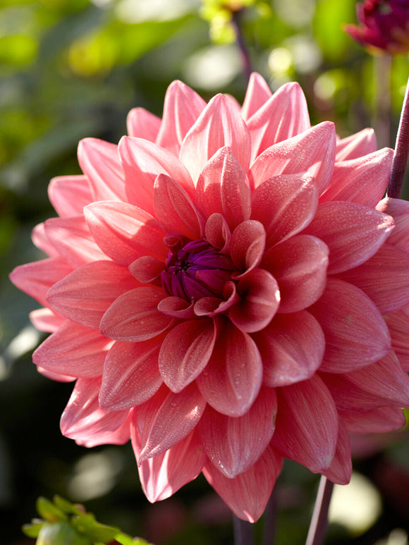 Dekorativdahlia American Dawn i sensommarrabatt