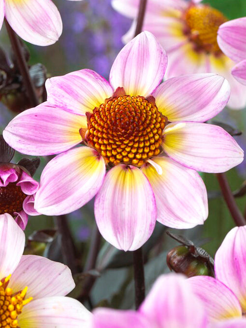 Dahlia American Pie - Köp Dahliaknölar