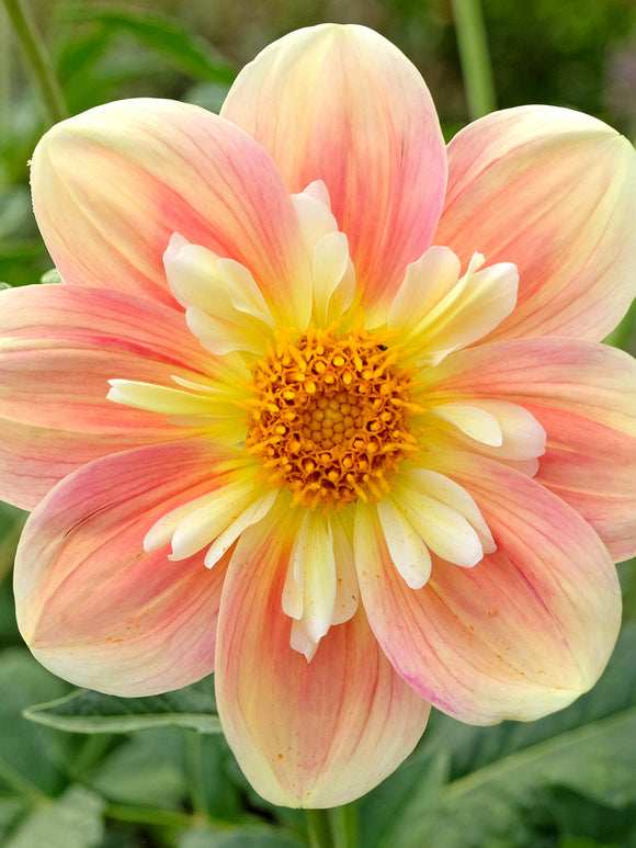 Anemondahlia April Heather i mjuka pastelltoner