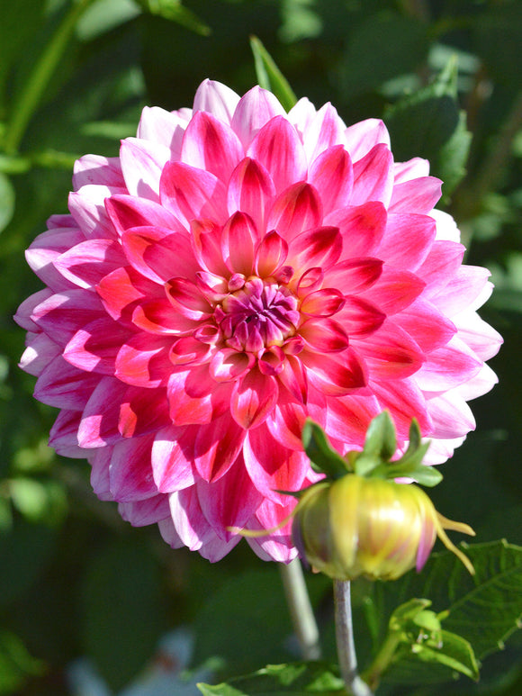 Köp Dahlia Arthur Hambley