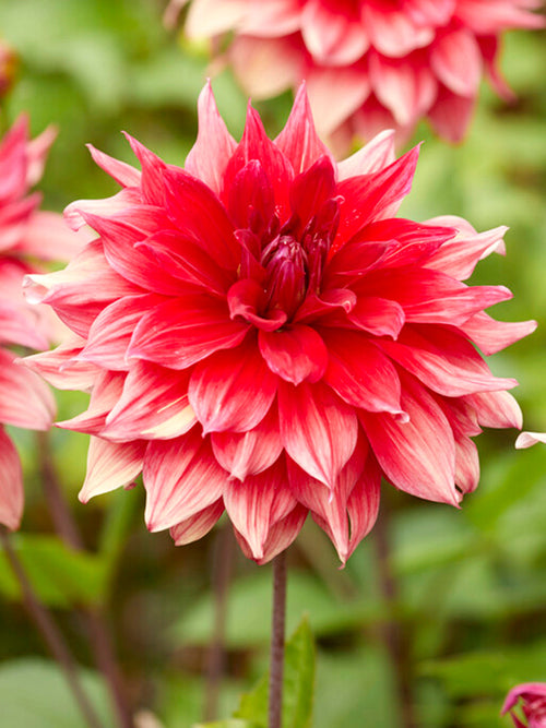 Köp Dahlia Babylon Red