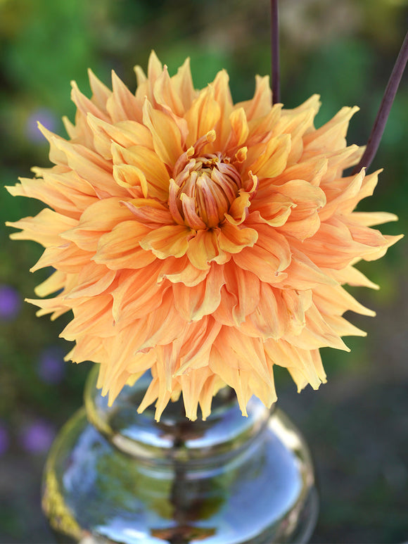 Dahlia Big Brother