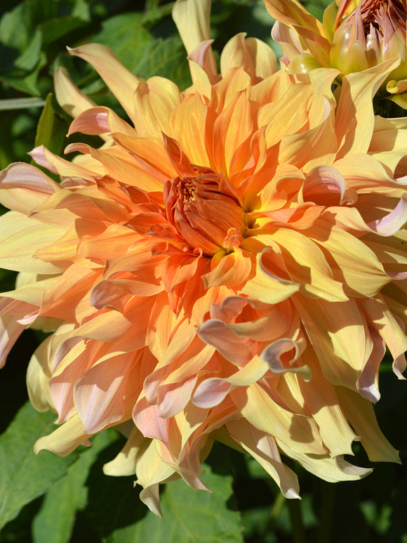 Vårplantering Dahlia Big Brother
