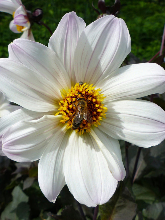 Dahlia Bishop of Dover | DutchGrown™ Sverige