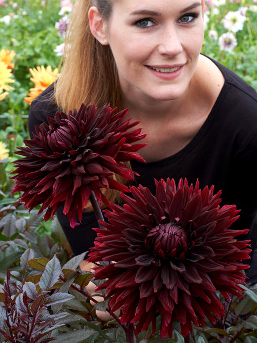 Kaktusdahlia Black Jack i full blom