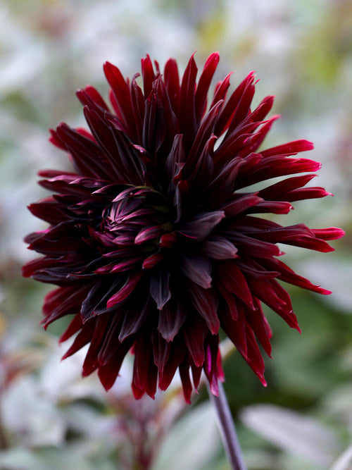 Nästan svart dahlia Black Jack i rabatt
