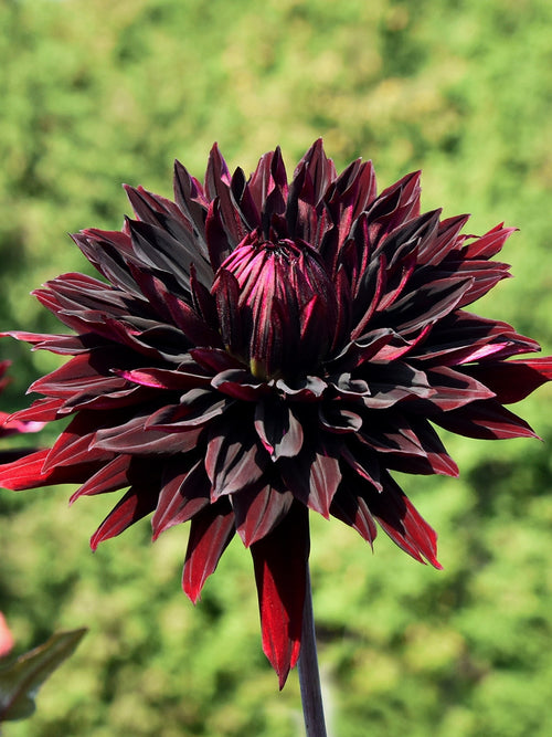 Dahlia Black Jack med mörkt vinröda blommor