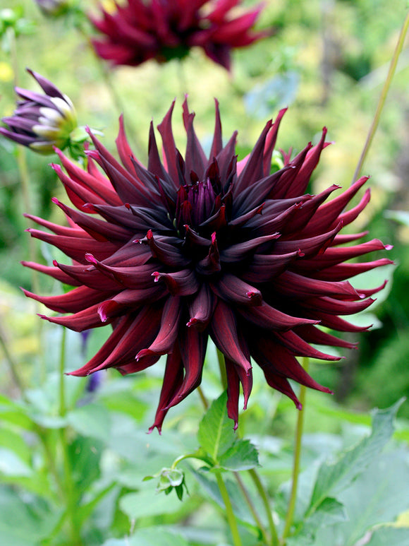 Kaktusdahlia Black Narcissus i trädgårdsrabatt