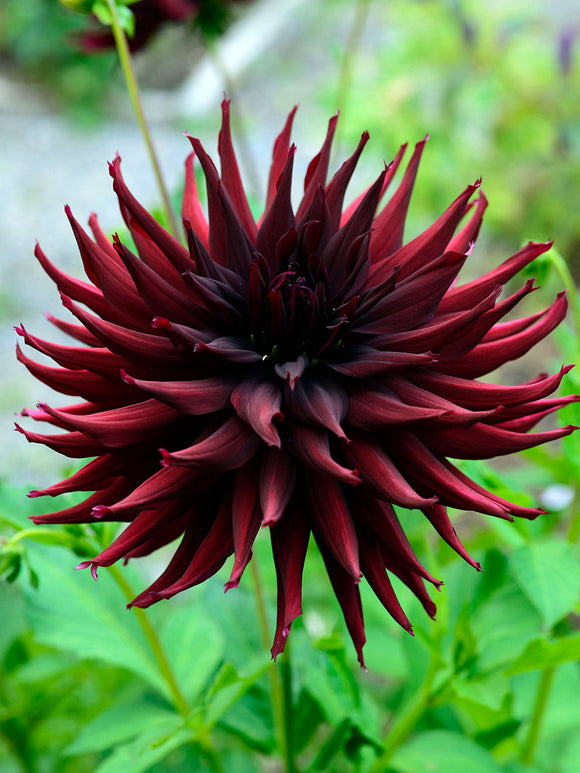 Dahlia Black Narcissus med mörkt vinröda blommor