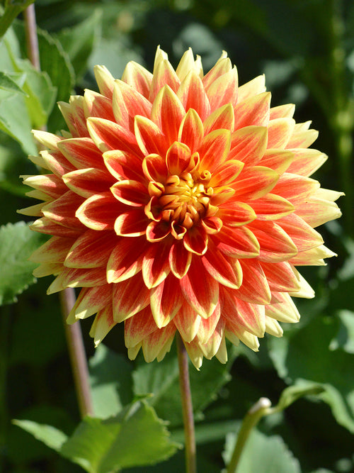 Tallrik Dahlia Bodacious 
