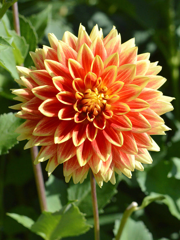 Tallrik Dahlia Bodacious 
