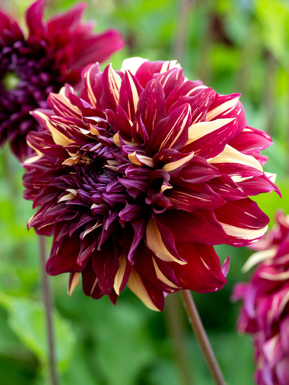 Dahlia Bohemian Spartacus med röd och gul blom