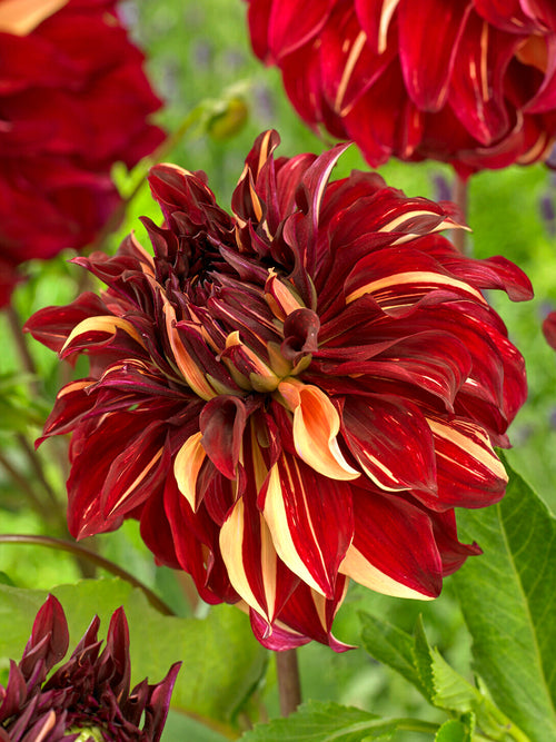 Närbild av stora blommor på Bohemian Spartacus