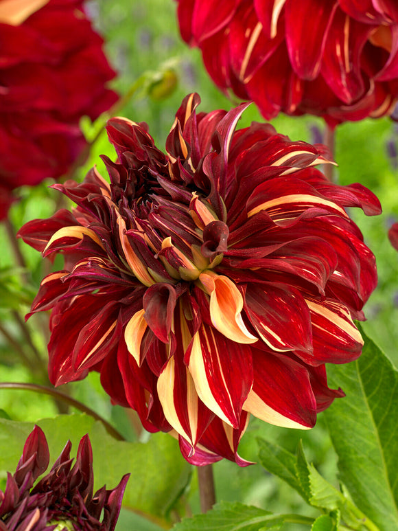 Närbild av stora blommor på Bohemian Spartacus