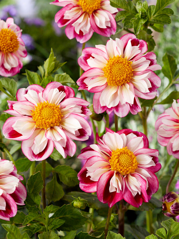 dahliaknölar Bumble Rumble